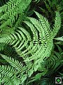 thn_NZ leden-unor 2006 218.jpg